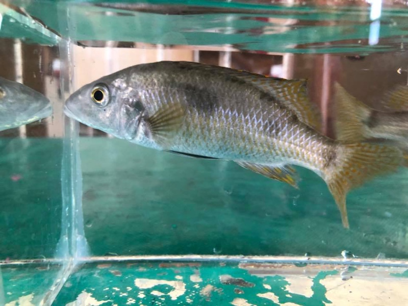 Stigmatochromis pholidophorus 'Londo'
